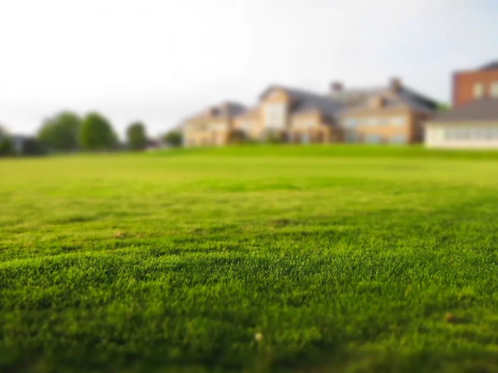 How To Choose The Right Turf SOD For Your Home?