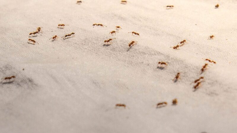 7 Signs to confirm your office is suffering from pest infestation