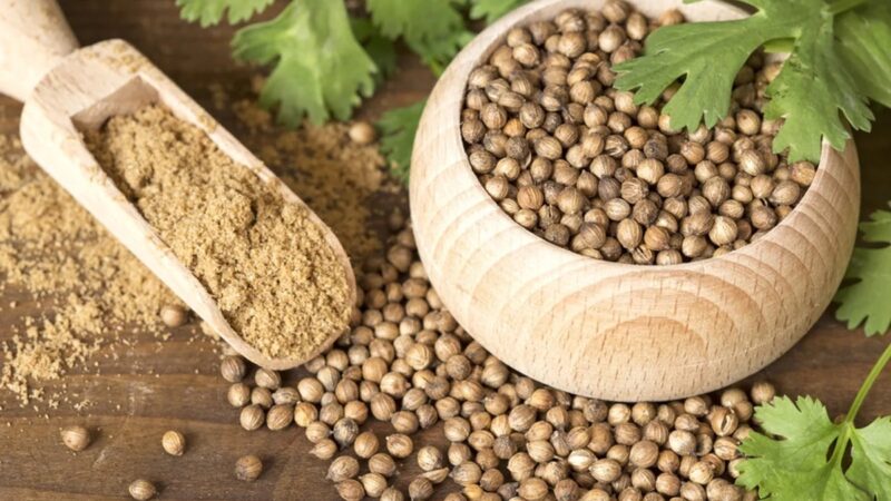 What Are Some Mulching Tips for Coriander Seeds in Your Garden?